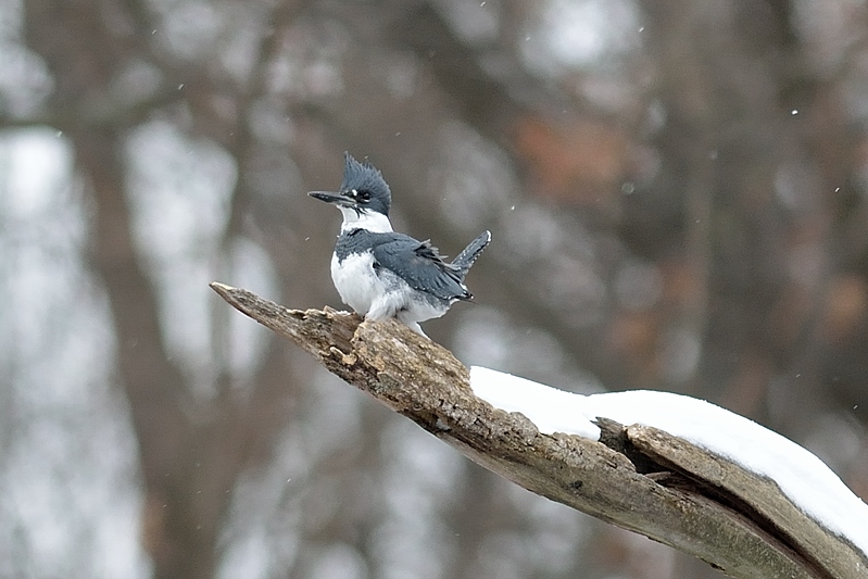 Belted kingfisher (Megaceryle alcyon)